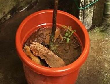 租擺綠植養護過程中澆水過多怎么辦?