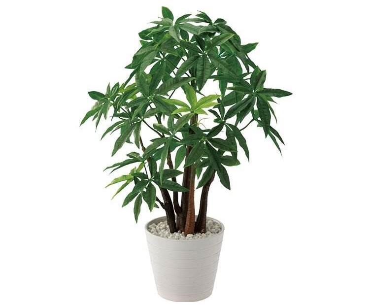 辦公室植物租賃養護的基本要點有哪些?