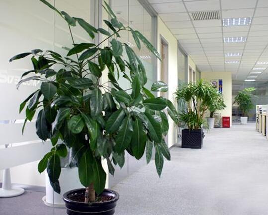 空調房植物如何應該如何養護?