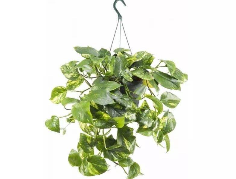 植物租賃報價是多少?