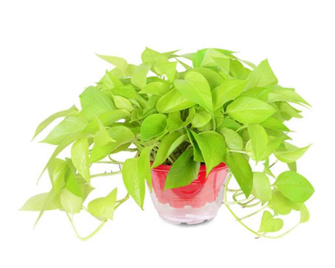 辦公室租賃植物的費用貴不貴?